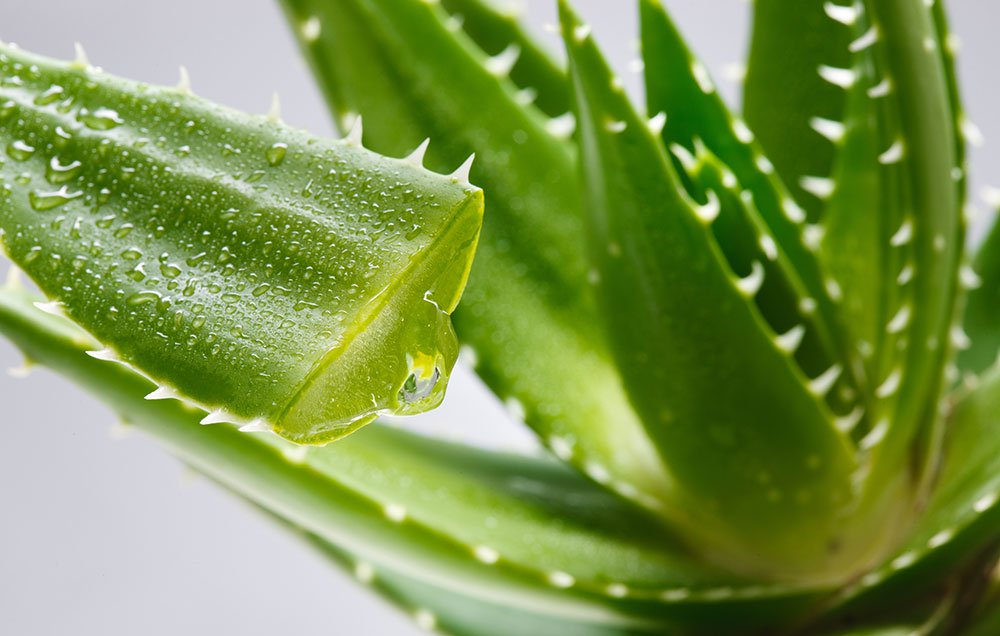 Aloe bitkisinin bilinməyən FAYDALARI » Xeberaz.az
