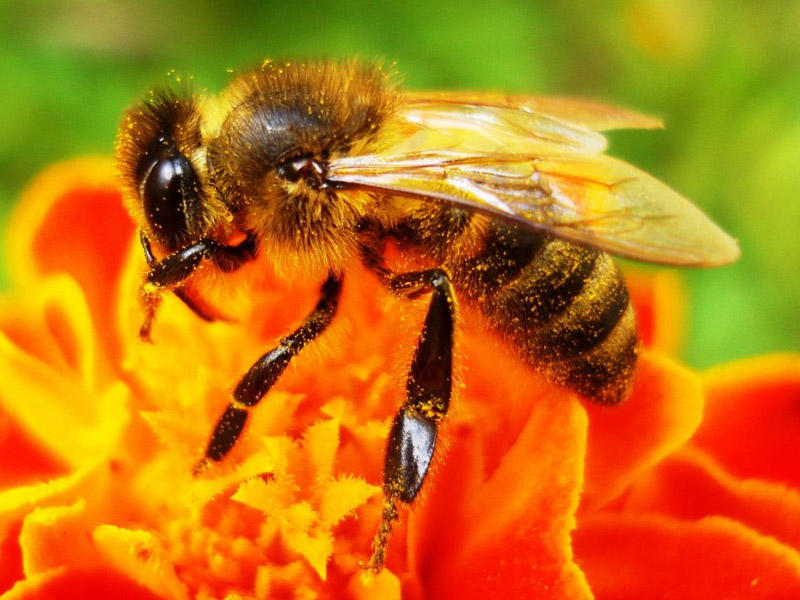 Bal arısı zəhərinin faydaları